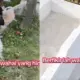 Viral di Medan, Makam Lama Tertimpa Makam Baru di Belawan Picu Amarah Netizen
