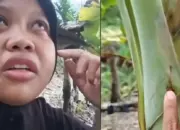 600 Pohon Pisang Siap Panen Mati Misterius, Dugaan Sabotase Picu Kehebohan