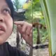 600 Pohon Pisang Siap Panen Mendadak Mati, Pemilik Kebun Histeris Diduga Ada Sabotase