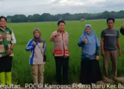 Program Desaku Maju Dorong Transformasi Pertanian Lampung Lewat Inovasi Pupuk Hayati Cair