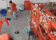 Viral di Threads! Paket Reptil Lepas di Kantor Ekspedisi, Kurir Panik Kejar-kejaran