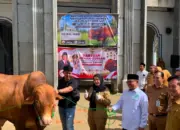 Eva Dwiana Serahkan Bantuan Sapi Kurban Presiden Seberat 1 Ton di Pondok Pesantren Madarijul Ulum