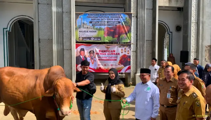 Eva Dwiana Serahkan Bantuan Sapi Kurban Presiden Seberat 1 Ton di Pondok Pesantren Madarijul Ulum
