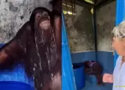 Viral Orangutan Timtom Mandi Pakai Gayung di Toilet, Diduga Imbas Kemarau Ekstrem