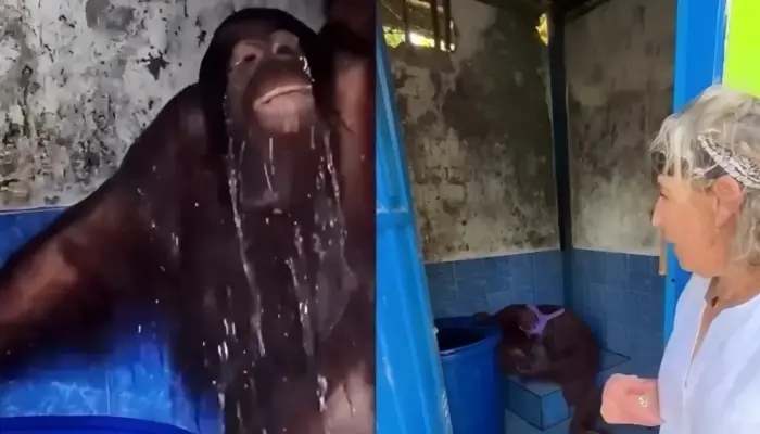 Viral Orangutan Timtom Mandi Pakai Gayung di Toilet, Diduga Imbas Kemarau Ekstrem