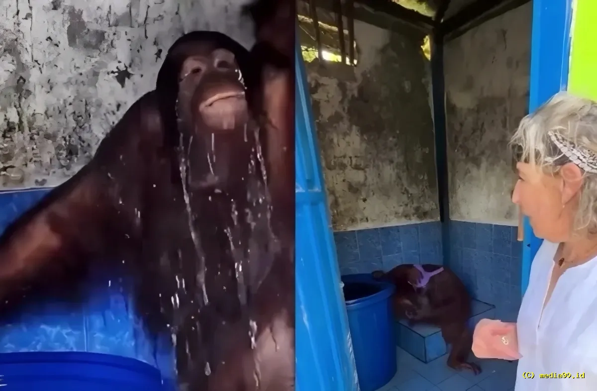 Heboh Orangutan Timtom Gunakan Gayung di Toilet, Diduga Karena Musim Kemarau Parah