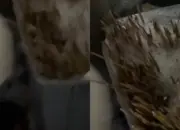 Viral Pembeli Sate Padang di Semarang Ngaku Diare, Tusuk Sate Diduga Dicuci dan Dipakai Ulang