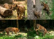 Sejarah di Lampung, Dua Bayi Harimau Sumatera Lahir dari Induk Penyintas Jerat di Lembah Hijau