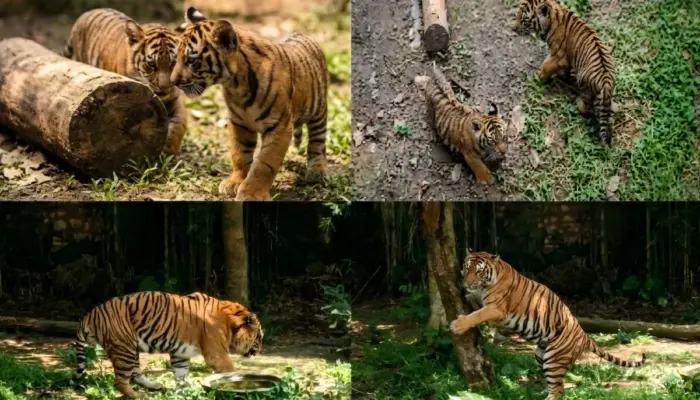 Sejarah di Lampung, Dua Bayi Harimau Sumatera Lahir dari Induk Penyintas Jerat di Lembah Hijau