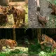 Kabar Gembira Lembah Hijau Sambut Kelahiran Dua Bayi Harimau Sumatera