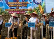 DPRD Lampung Hadiri Panen Raya Jagung, Perkuat Sinergi Ketahanan Pangan Daerah