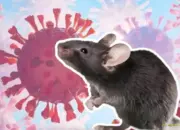 Kemenkes Pastikan Dua Suspek Hantavirus di Indonesia Negatif dan Sudah Sembuh