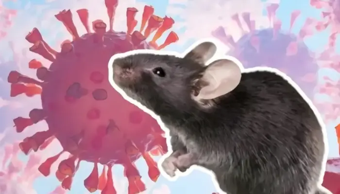 Kemenkes Pastikan Dua Suspek Hantavirus di Indonesia Negatif dan Sudah Sembuh