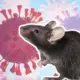 Waspada Hantavirus Kemenkes Tegaskan Dua Suspek di Indonesia Negatif dan Telah Sembuh