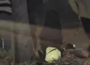 Kecelakaan Tunggal di Tlogosari Semarang, Pengendara Wanita Alami Patah Tulang Usai Tabrak Trotoar