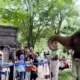 Naik KRL Solo–Jogja ke Solo Safari? Ini 7 Tempat Wisata Dekat Stasiun Palur yang Bisa Sekalian Dikunjungi