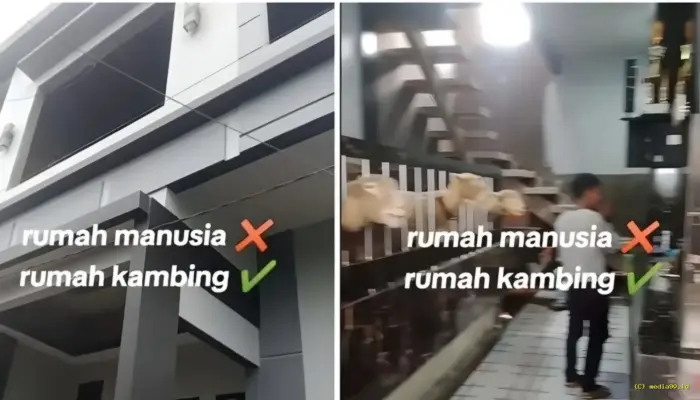 Viral! Kandang Domba Mewah di Batur Banjarnegara Mirip Vila Sultan Bikin Netizen Syok