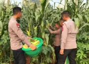 Brimob Polda Metro Jaya Panen Jagung, Perkuat Program Ketahanan Pangan Nasional