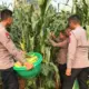Dukung Ketahanan Pangan Brimob Polda Metro Jaya Gelar Panen Jagung untuk Masyarakat
