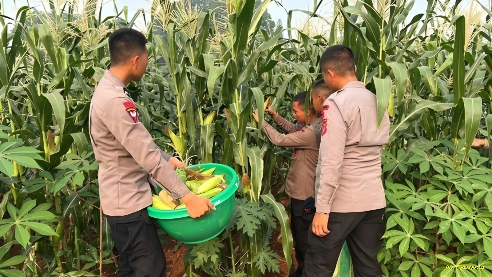 Dukung Ketahanan Pangan Brimob Polda Metro Jaya Gelar Panen Jagung untuk Masyarakat