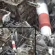 Gempa Jepang Magnitudo 7,1 Guncang Kumamoto, Puluhan Korban Tewas dan Ratusan Ribu Warga Mengungsi