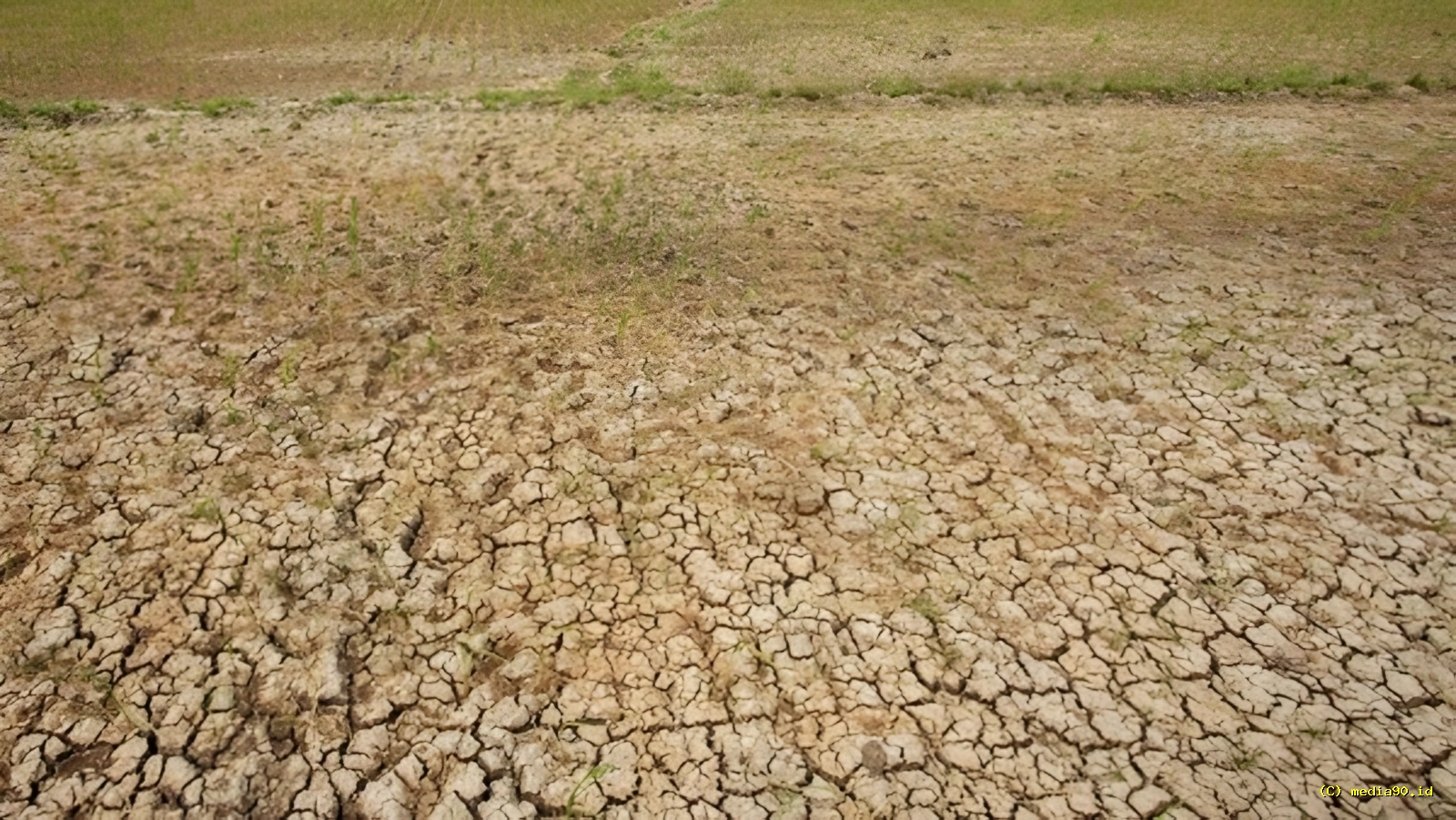 Hadapi Ancaman El Nino Pemprov Banten Siapkan Pompa Air untuk Cegah Sawah Kekeringan