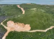 Kemenhut Tetapkan PT GTP Tersangka Kasus Perambahan Hutan di Kepri, Terancam 10 Tahun Penjara