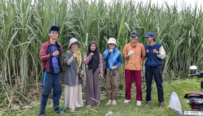 Peneliti Polinela dan Unila Kembangkan Teknologi Budidaya Tebu Ramah Lingkungan
