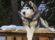 Viral Anjing Husky Terluka Diduga Dibacok di Babelan Bekasi, Polisi Buru Pelaku
