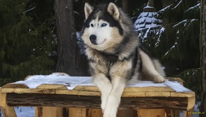 Viral Anjing Husky Terluka Diduga Dibacok di Babelan Bekasi, Polisi Buru Pelaku