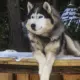 Viral Anjing Husky Terluka Diduga Dibacok di Babelan Bekasi Polisi Buru Pelaku