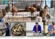 Andaliman Jadi Bahan Uji Dosen Polinela untuk Tingkatkan Produktivitas Puyuh