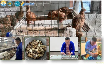 Andaliman Jadi Bahan Uji Dosen Polinela untuk Tingkatkan Produktivitas Puyuh