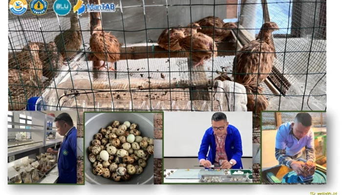 Dosen Polinela Uji Ekstrak Andaliman untuk Tingkatkan Produktivitas Puyuh