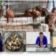 Andaliman Jadi Bahan Uji Dosen Polinela untuk Tingkatkan Produktivitas Puyuh