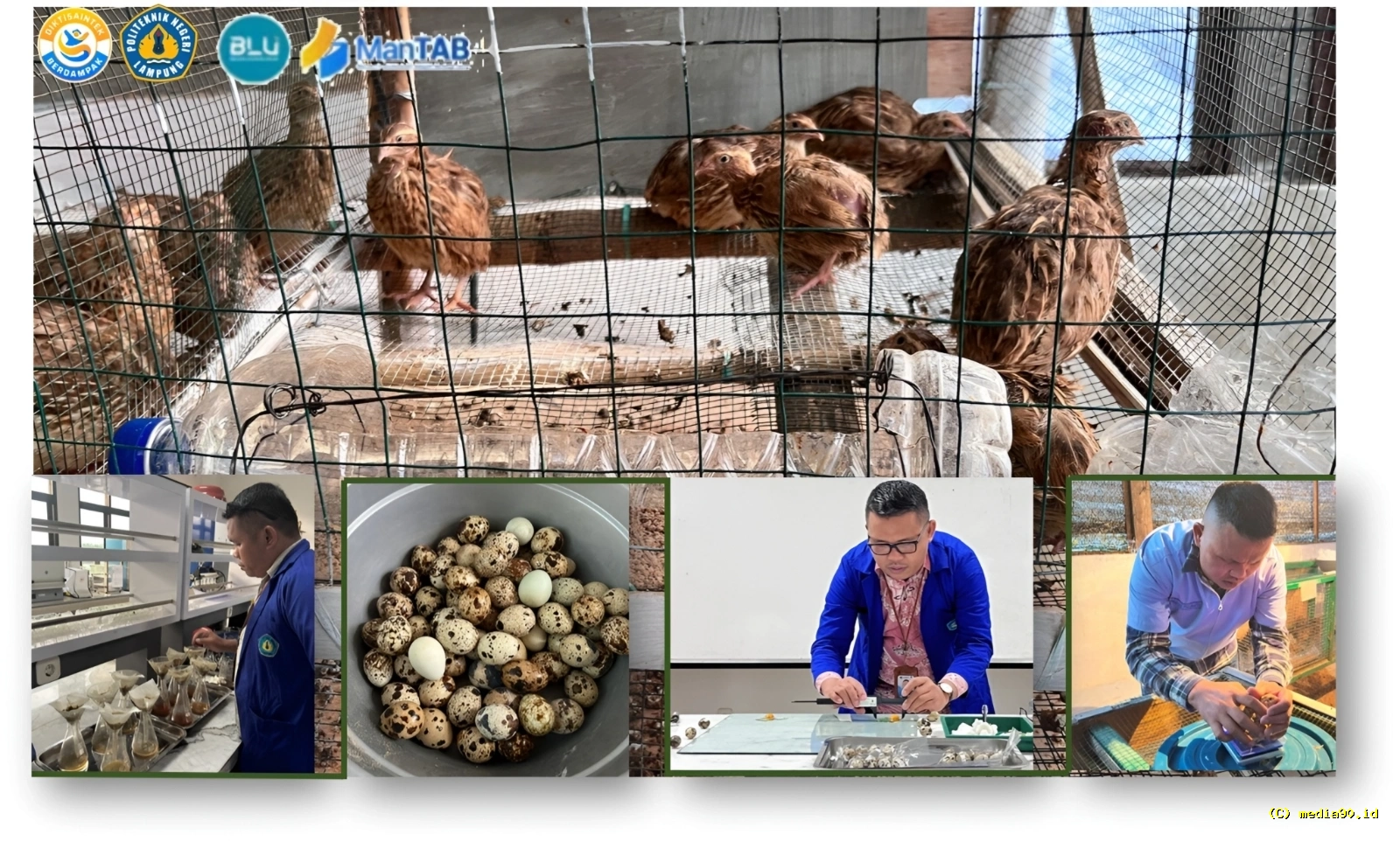 Andaliman Jadi Bahan Uji Dosen Polinela untuk Tingkatkan Produktivitas Puyuh