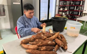 Dosen Polinela Ubah Kulit Singkong Jadi Tepung, Suhu HMT 120°C Dinilai Paling Optimal