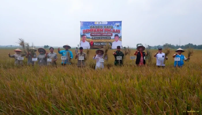 Jelang Hari Pelanggan Nasional, PLN Perkuat Kelistrikan untuk Pertanian Modern di Lampung
