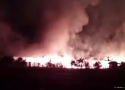 Kandang Ayam Terbakar Hebat di Tulungagung, 7.000 Ekor Mati dan Kerugian Rp1 Miliar