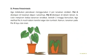 Kunci Jawaban IPAS Kelas 4 Halaman 22 Kurikulum Merdeka Uji Kompetensi D Fotosintesis