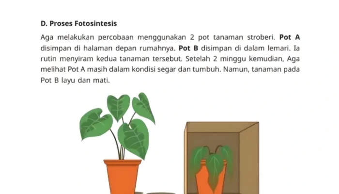 Kunci Jawaban IPAS Kelas 4 Halaman 22 Kurikulum Merdeka: Uji Kompetensi D Proses Fotosintesis