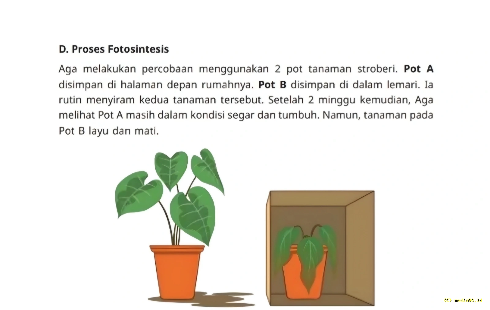 Kunci Jawaban IPAS Kelas 4 Halaman 22 Kurikulum Merdeka Uji Kompetensi D Fotosintesis