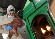 Merak Digegerkan Daging Celeng Ilegal 3 Ton Akhirnya Dimusnahkan