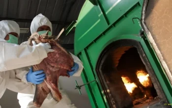 Merak Digegerkan Daging Celeng Ilegal 3 Ton Akhirnya Dimusnahkan