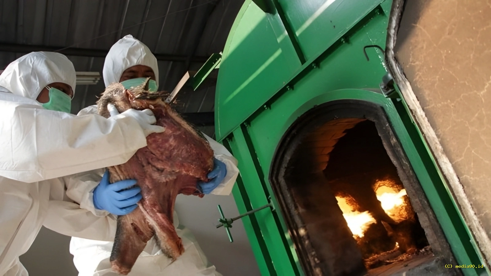 Merak Digegerkan Daging Celeng Ilegal 3 Ton Akhirnya Dimusnahkan
