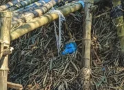 Pria Ditemukan Meninggal di Jembatan Bambu Dusun Bulu Wirosari, Identitas Masih Misterius 14 Pria Ditemukan Meninggal di Jembatan Bambu Dusun Bulu Wirosari Identitas Belum Terungkap