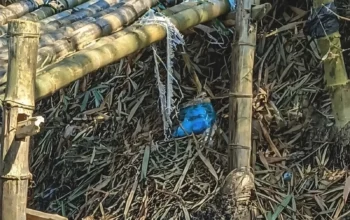 Pria Ditemukan Meninggal di Jembatan Bambu Dusun Bulu Wirosari, Identitas Masih Misterius 7 Pria Ditemukan Meninggal di Jembatan Bambu Dusun Bulu Wirosari Identitas Belum Terungkap