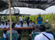 Sambut Kemerdekaan, PLN UP3 Metro Dorong Produktivitas Petani Lampung Timur dengan Listrik