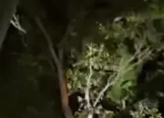 Tiga Bocah Hilang Saat Cari Ikan di Banyuwangi, Ditemukan Selamat di Balik Semak dan Atas Pohon 10 Tiga Bocah Hilang Saat Cari Ikan di Banyuwangi Ditemukan Selamat di Balik Semak dan Atas Pohon