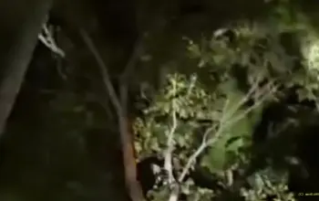 Tiga Bocah Hilang Saat Cari Ikan di Banyuwangi, Ditemukan Selamat di Balik Semak dan Atas Pohon 3 Tiga Bocah Hilang Saat Cari Ikan di Banyuwangi Ditemukan Selamat di Balik Semak dan Atas Pohon